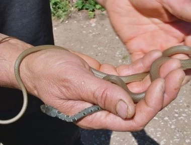 Εκλογές 2019: Μπήκε φίδι σε εκλογικό τμήμα (φωτο)